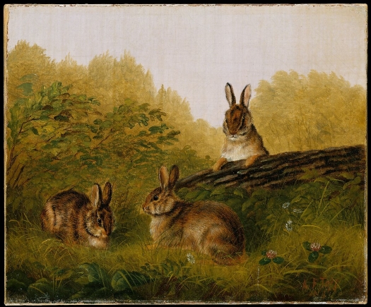 Tait Rabbits.jpg